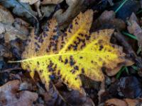 Gelbbraunes Eichenblatt mit Flecken